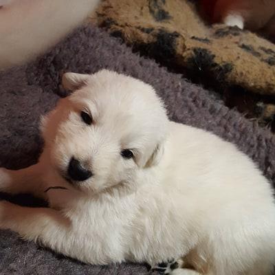 petite bouille 