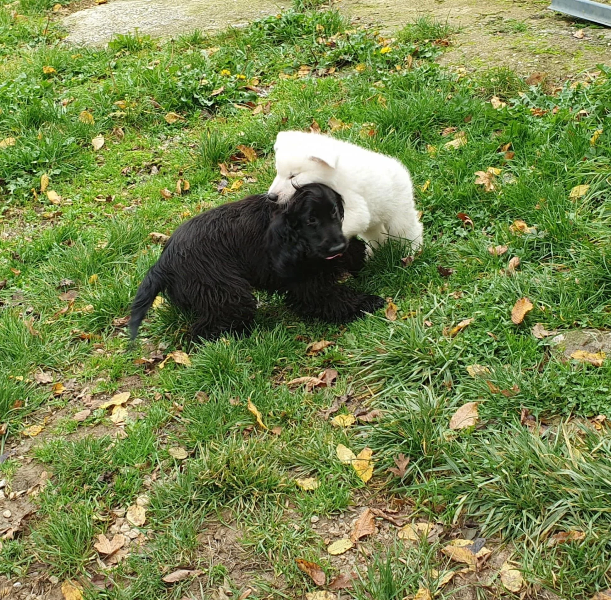 Aquali a le gabarit et tempérament idéal pour jouer avec les petits de Una