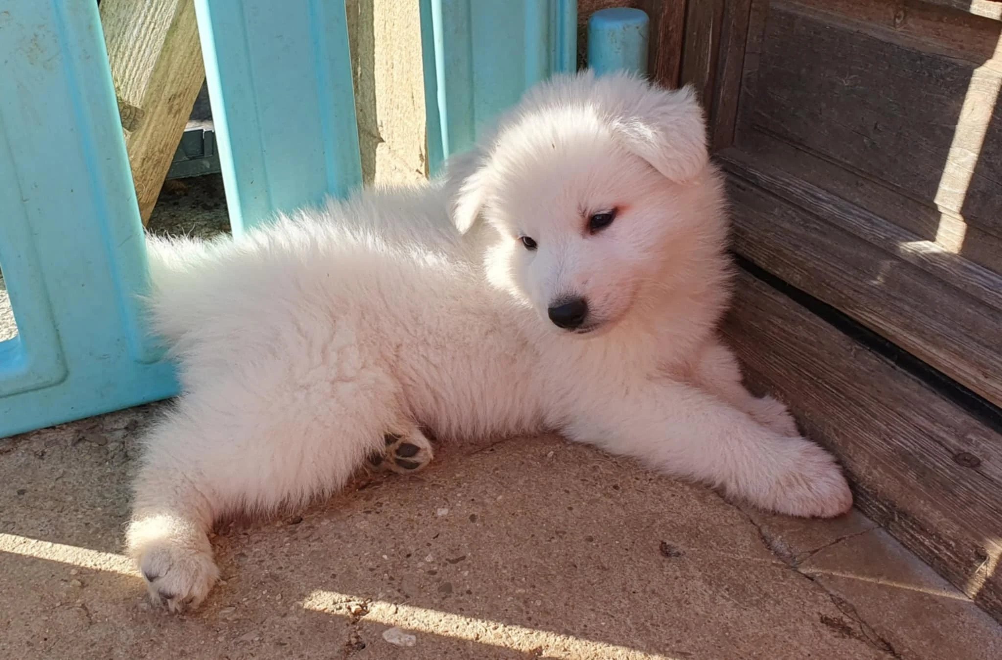 6 semaines , la suite arrive