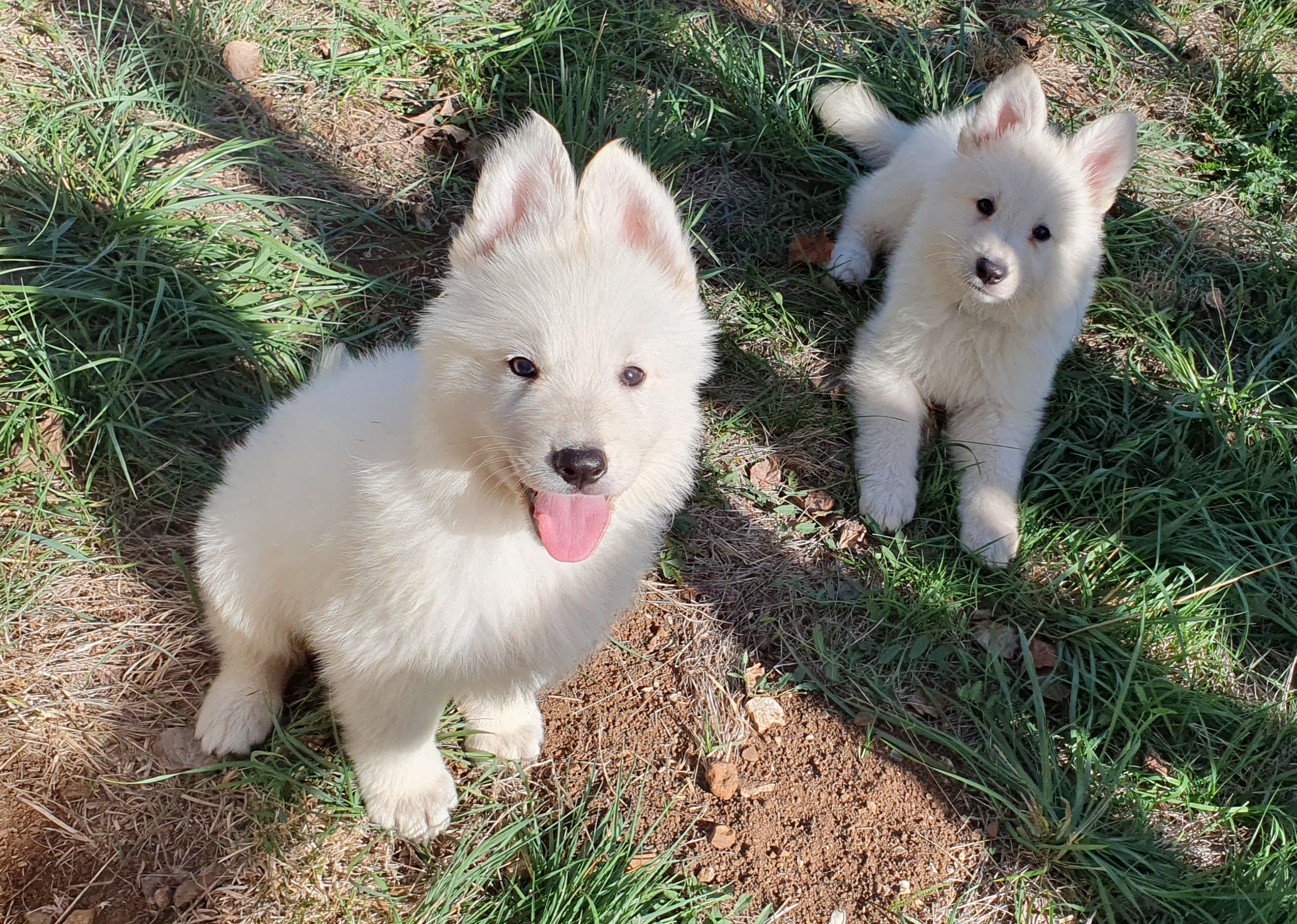 petites bouilles
