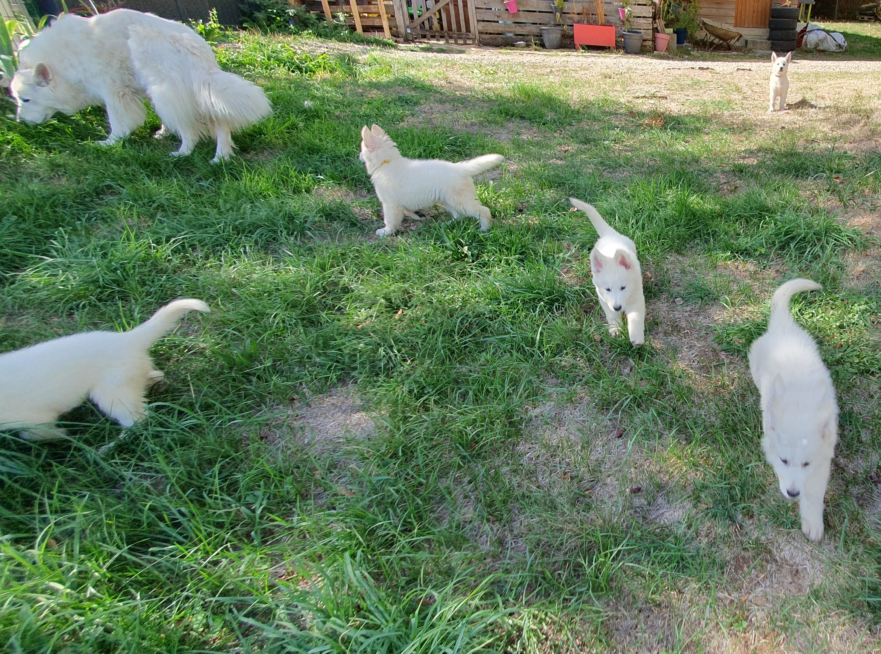 les petits loups en folie 