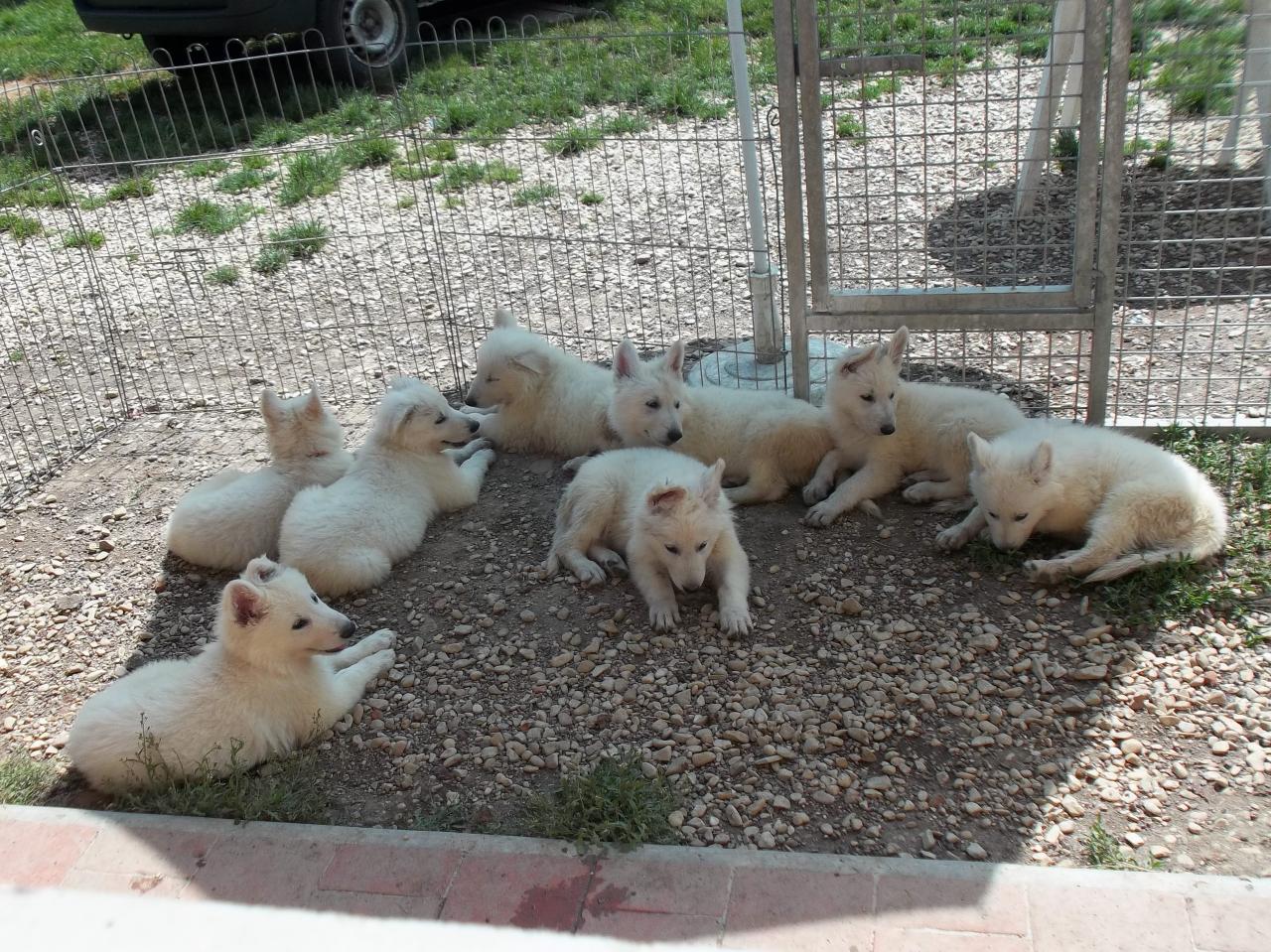 8 semaines