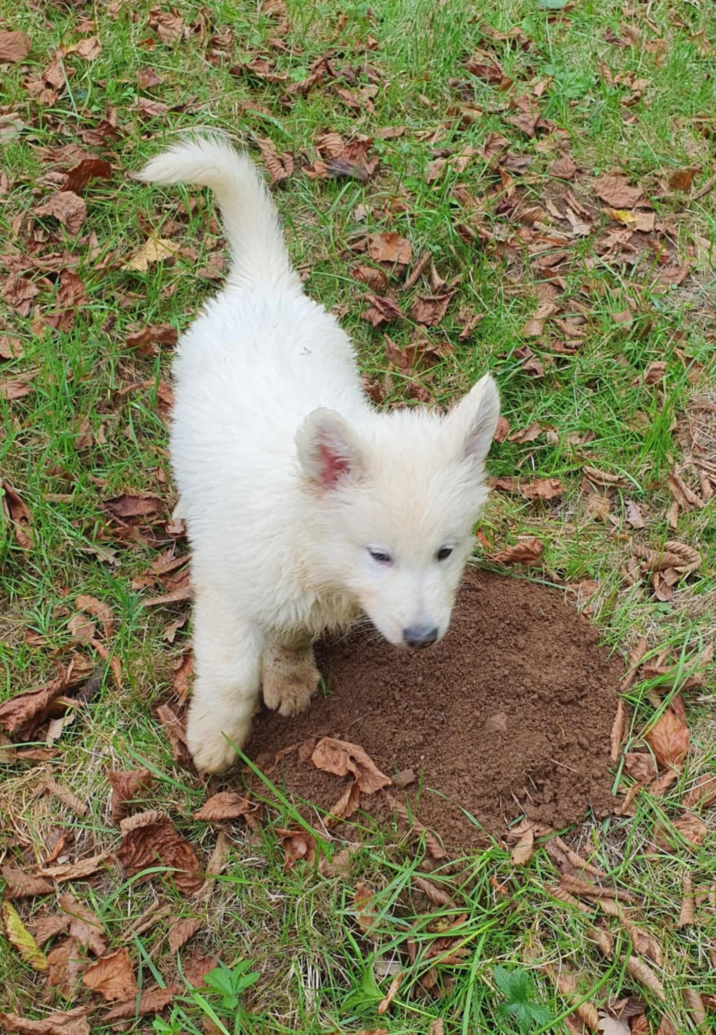 non j'ai pas gratter ! la terre est venu toute seule sur mes pattes
