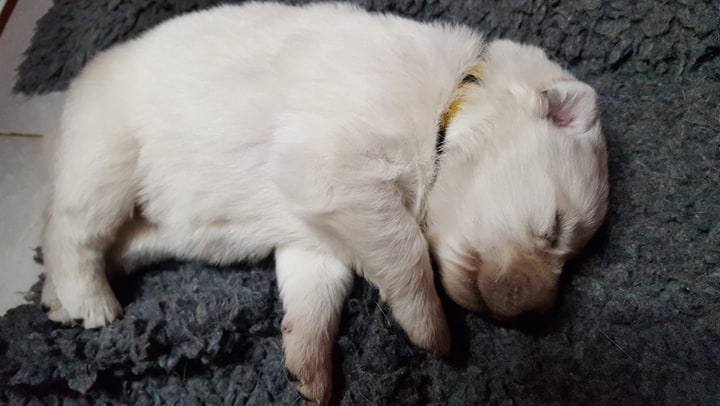petit chou