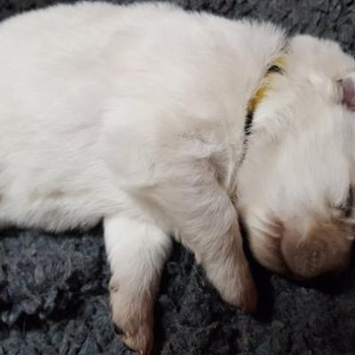 petit chou