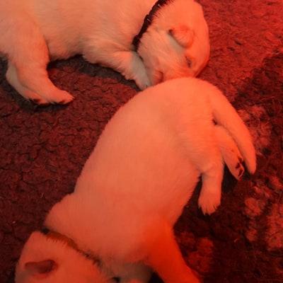 fatiguant de dormir ...