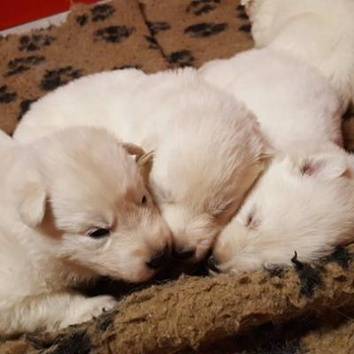 petits choupinoux