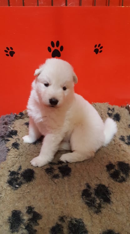 je pose !