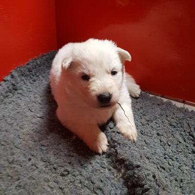 petit choux