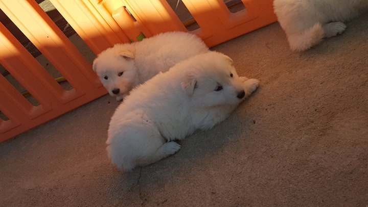 une petite sieste 