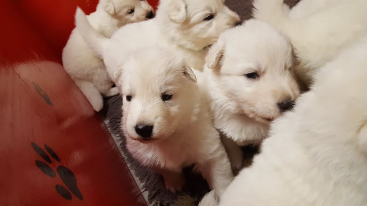 tous au calin !
