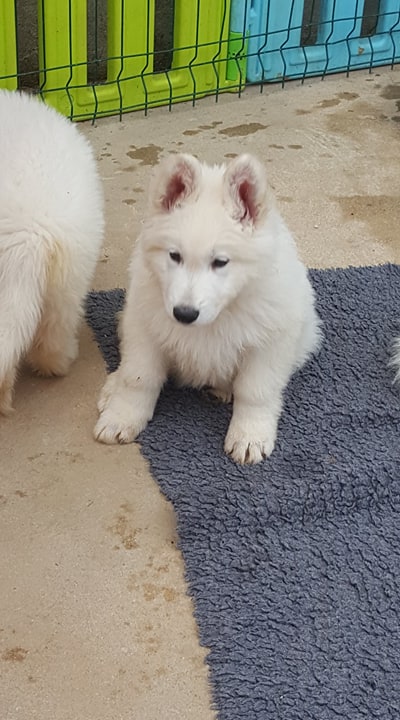 la plupart de chiots ont bien relevés leurs oreilles 