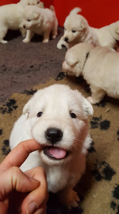 miam c'est goutu ca !