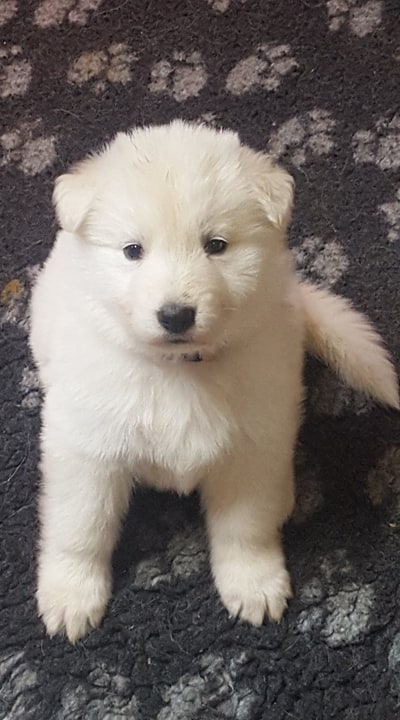 je pose !