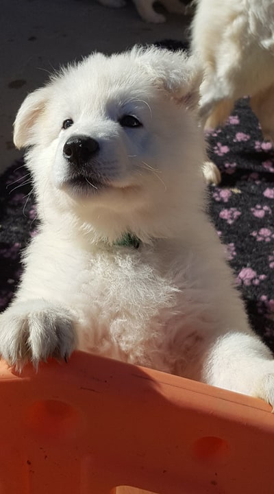 petite bouille 