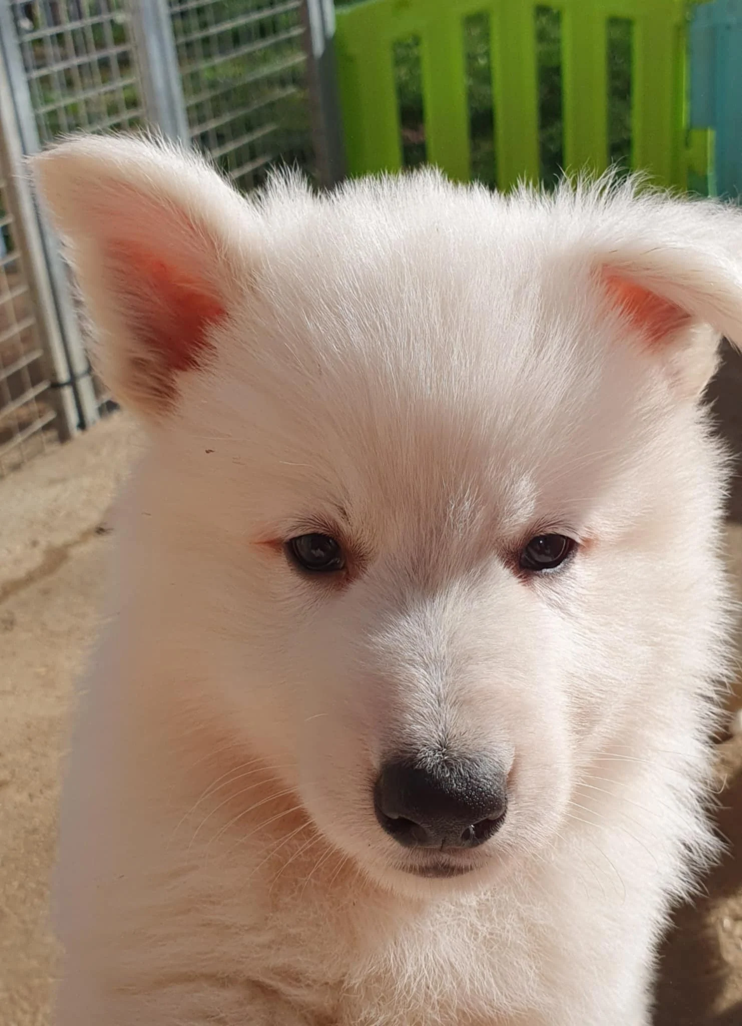 avec ma belle n'oreille 