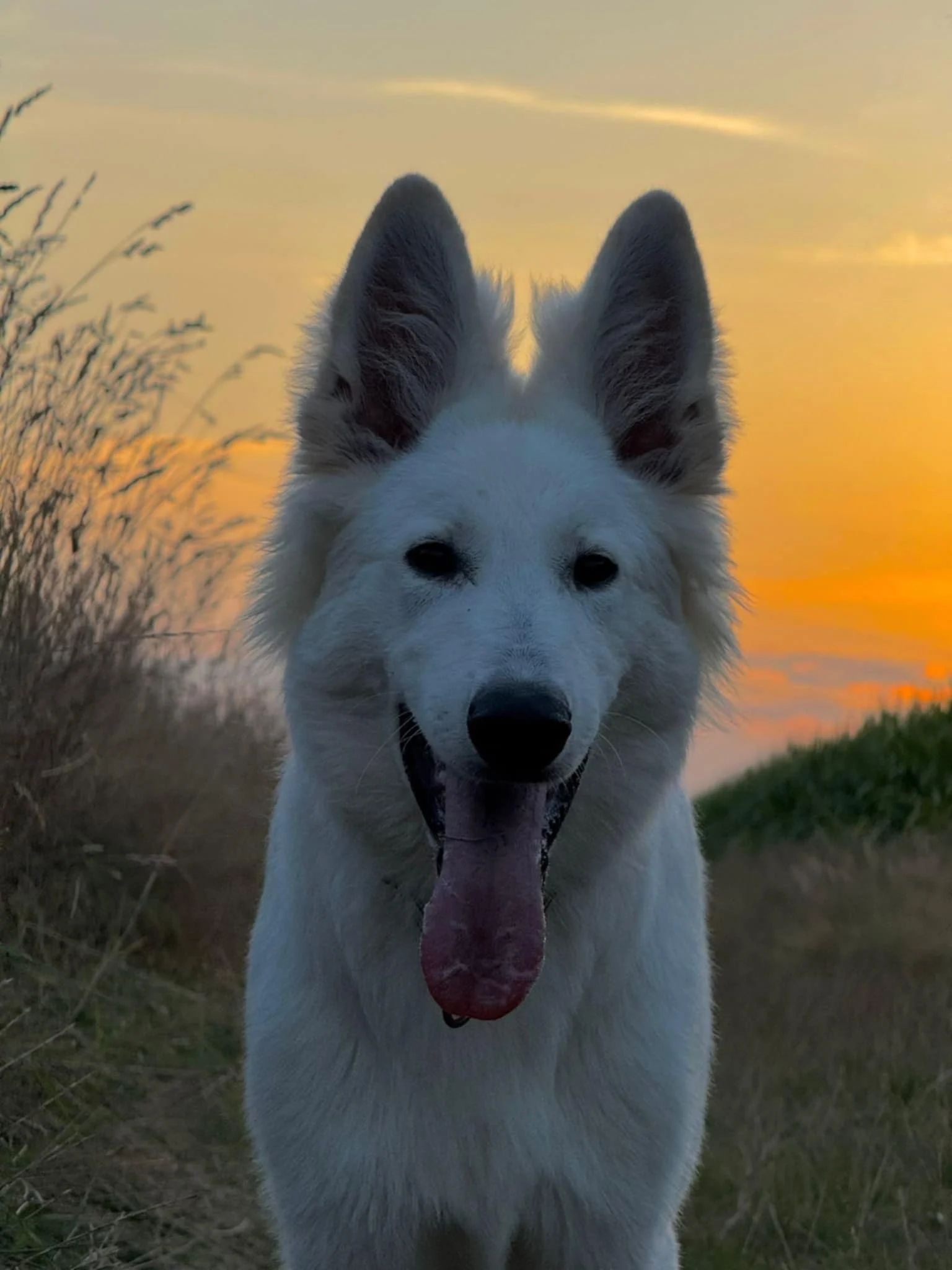 A'Maro, aout 2025, twist x aro