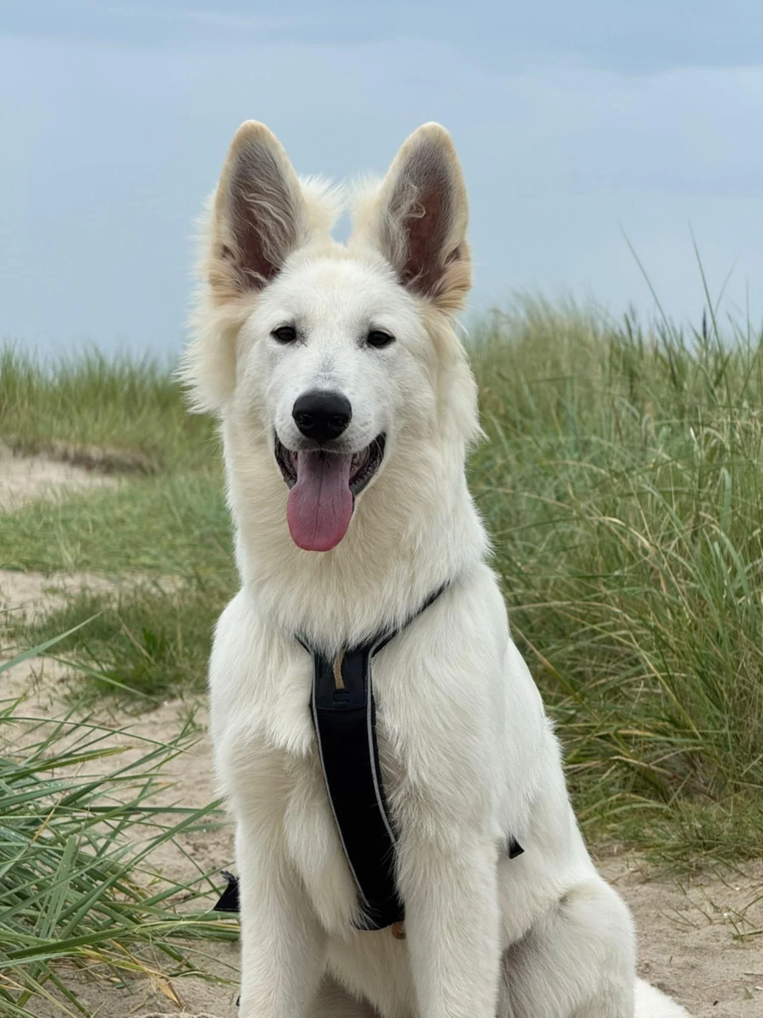 A'Maro, aout 25, twist x aro