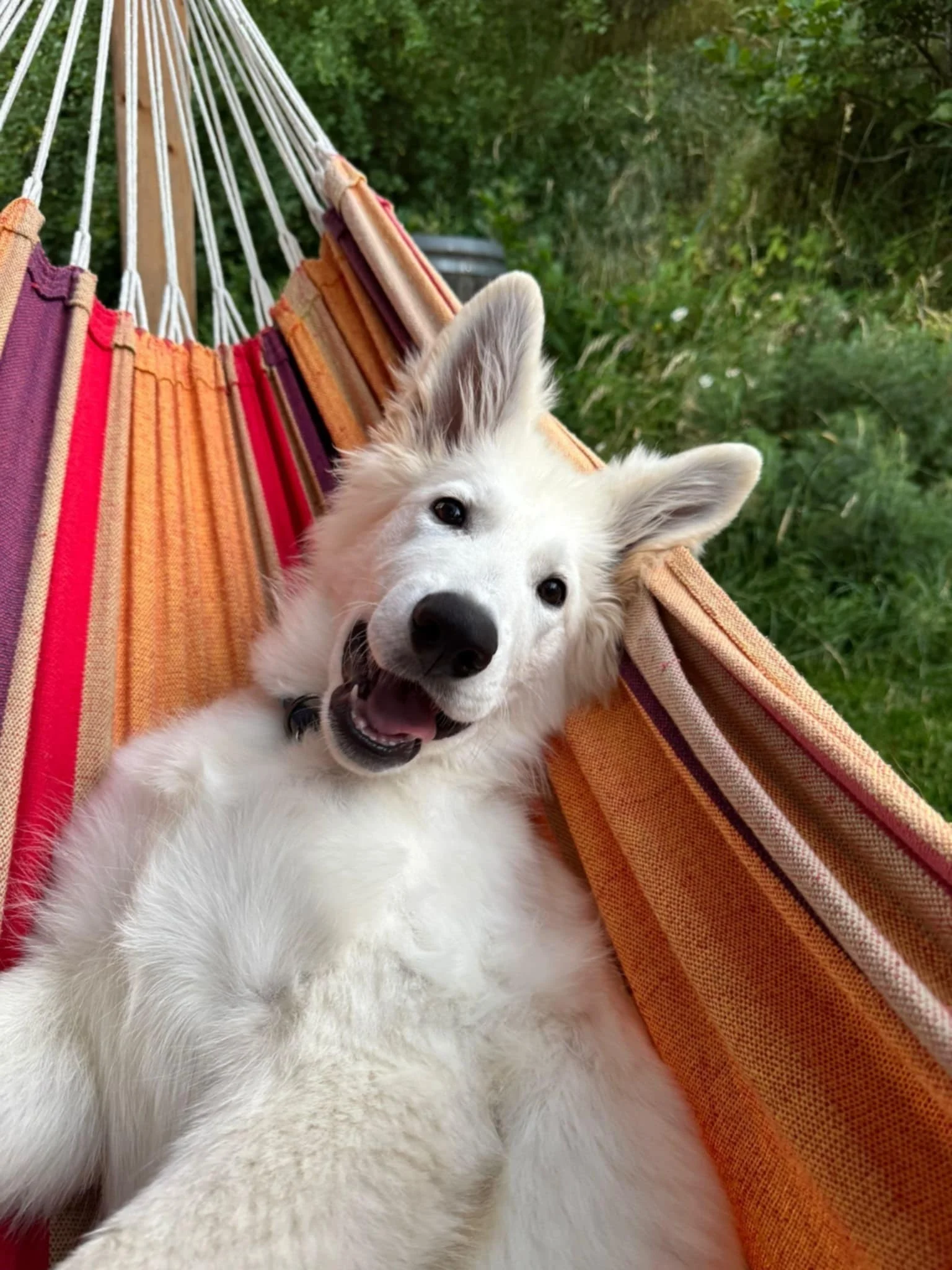 A'Maro, juillet 25, twist x aro