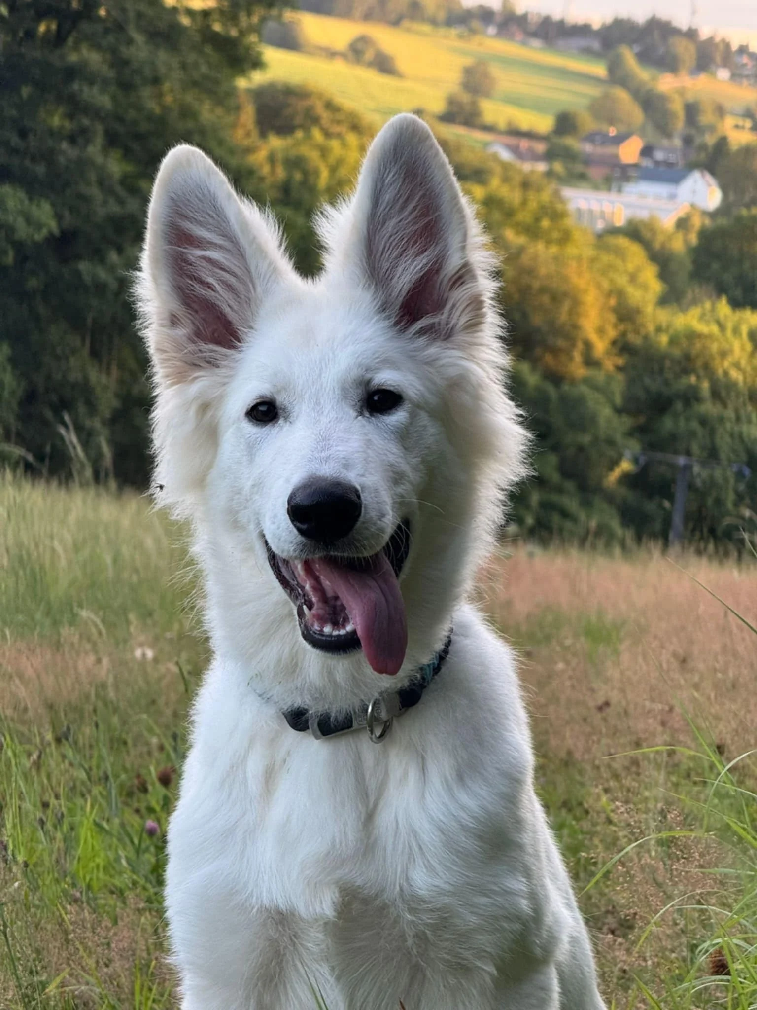 A'Maro, juillet2025, twist x aro