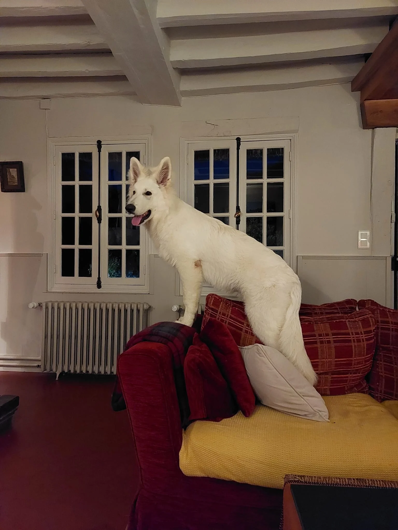 Apache, aout25, twist x aro