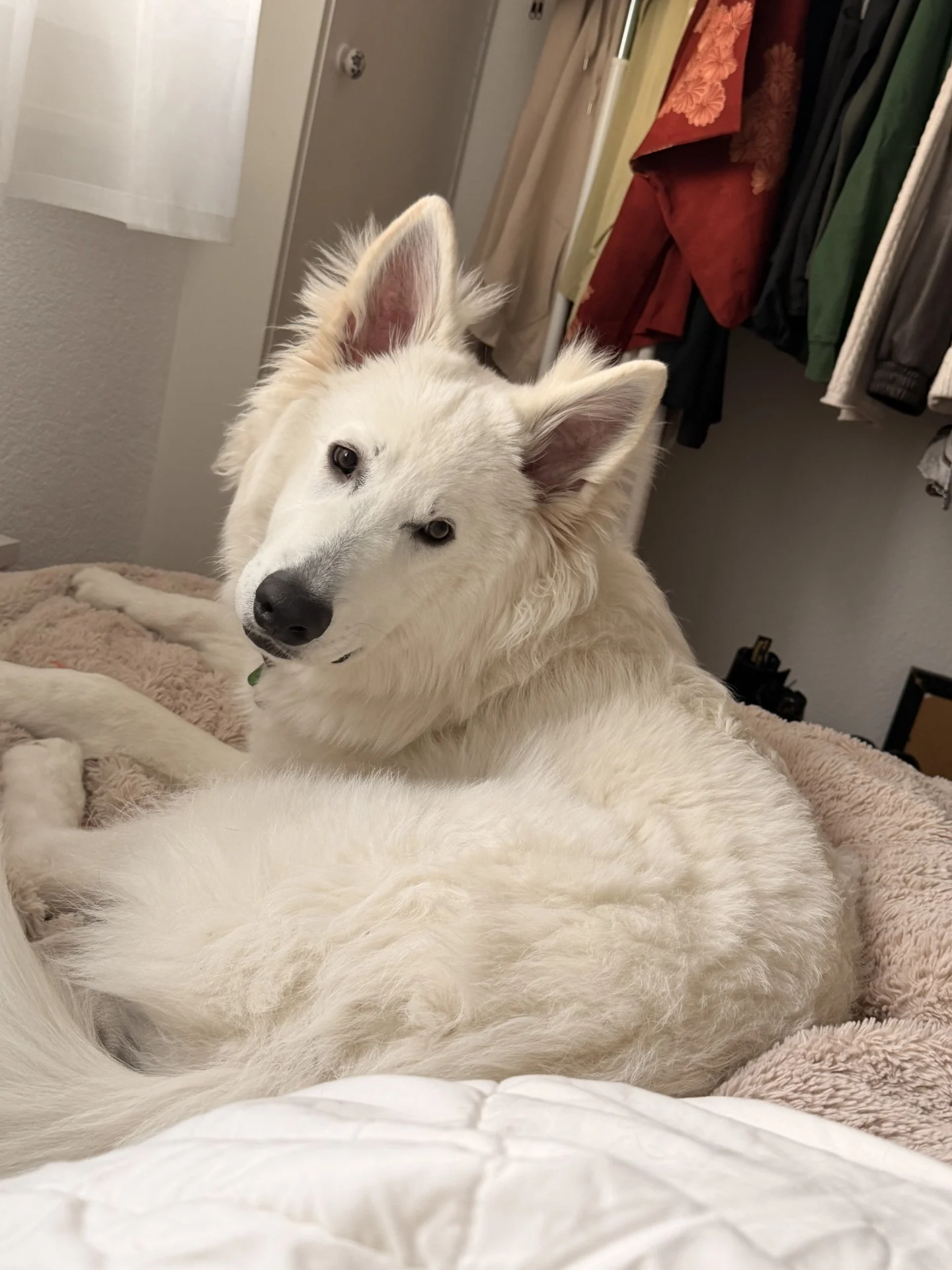 Aslan, avril26 , snow x one