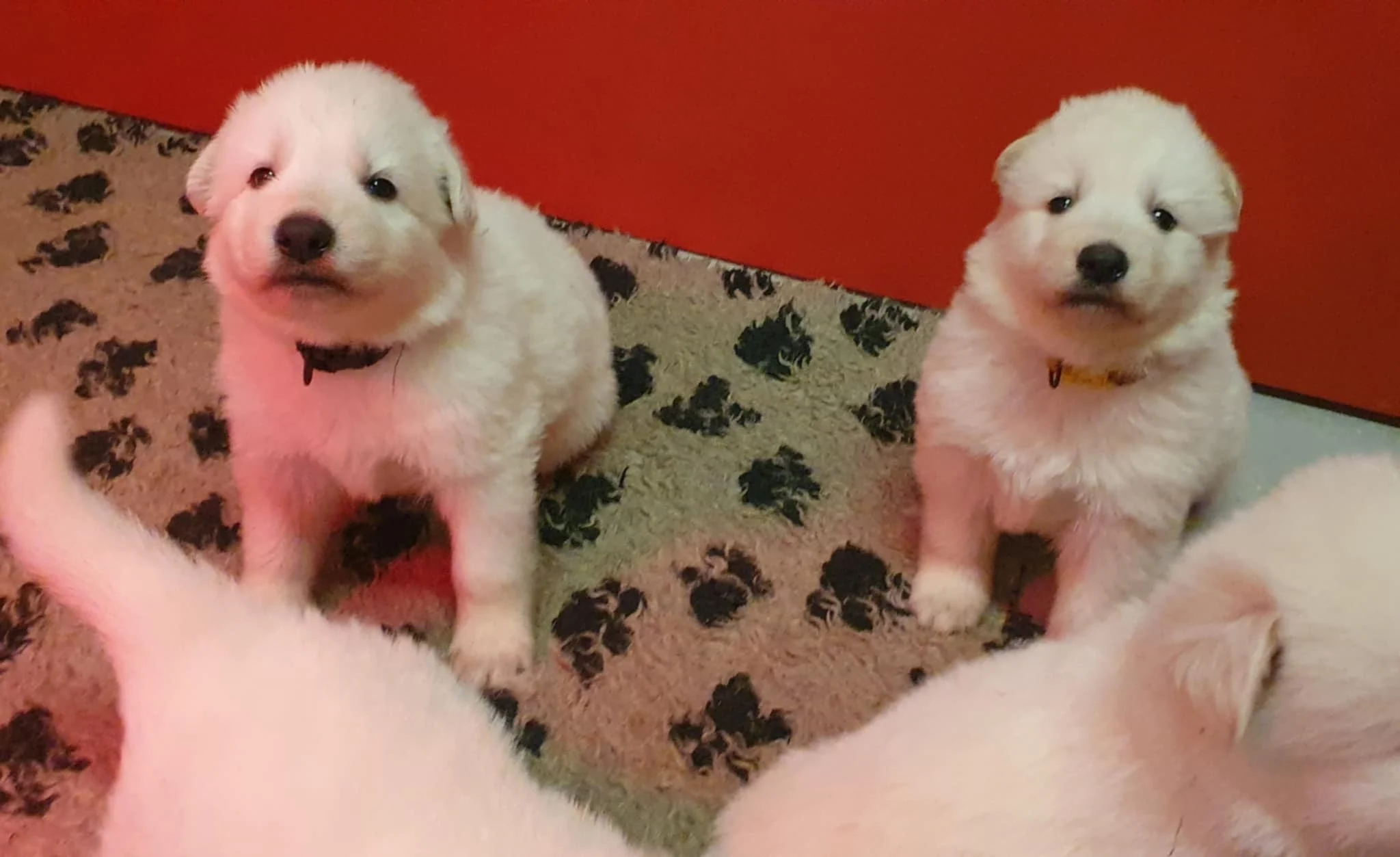 une vidéo dispo en lien en haut de page