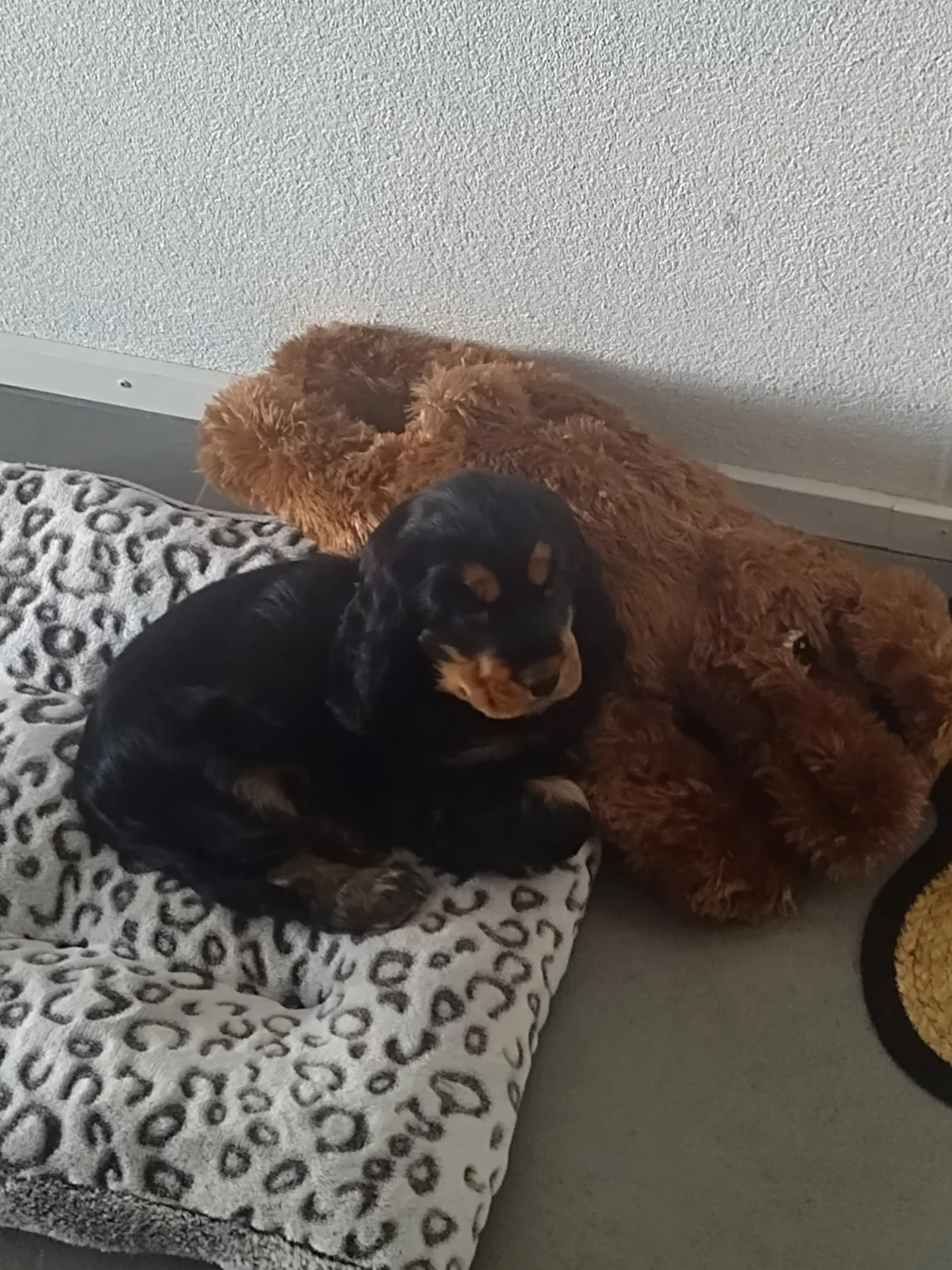 Banzai, juin26, tikki x vito