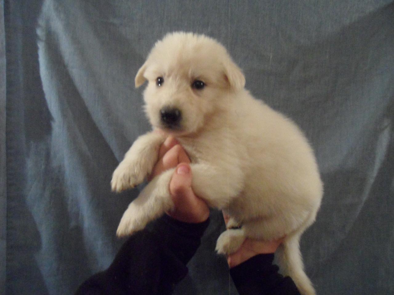 femelle beige - 1mois