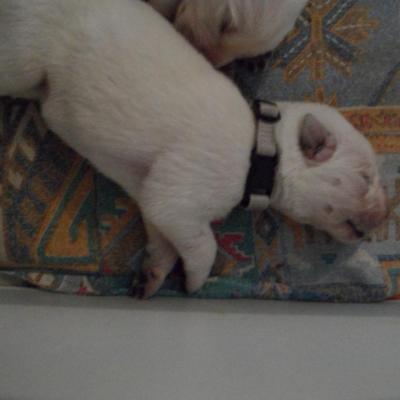 male beige = gris - 6jours