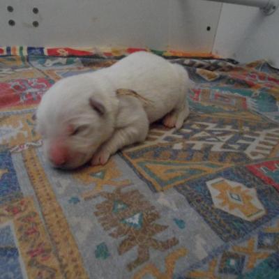 femelle beige - 3jours