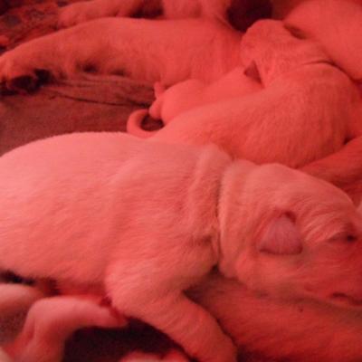 male bleu - 3jours