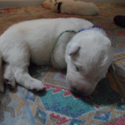 male bleu - 6jours