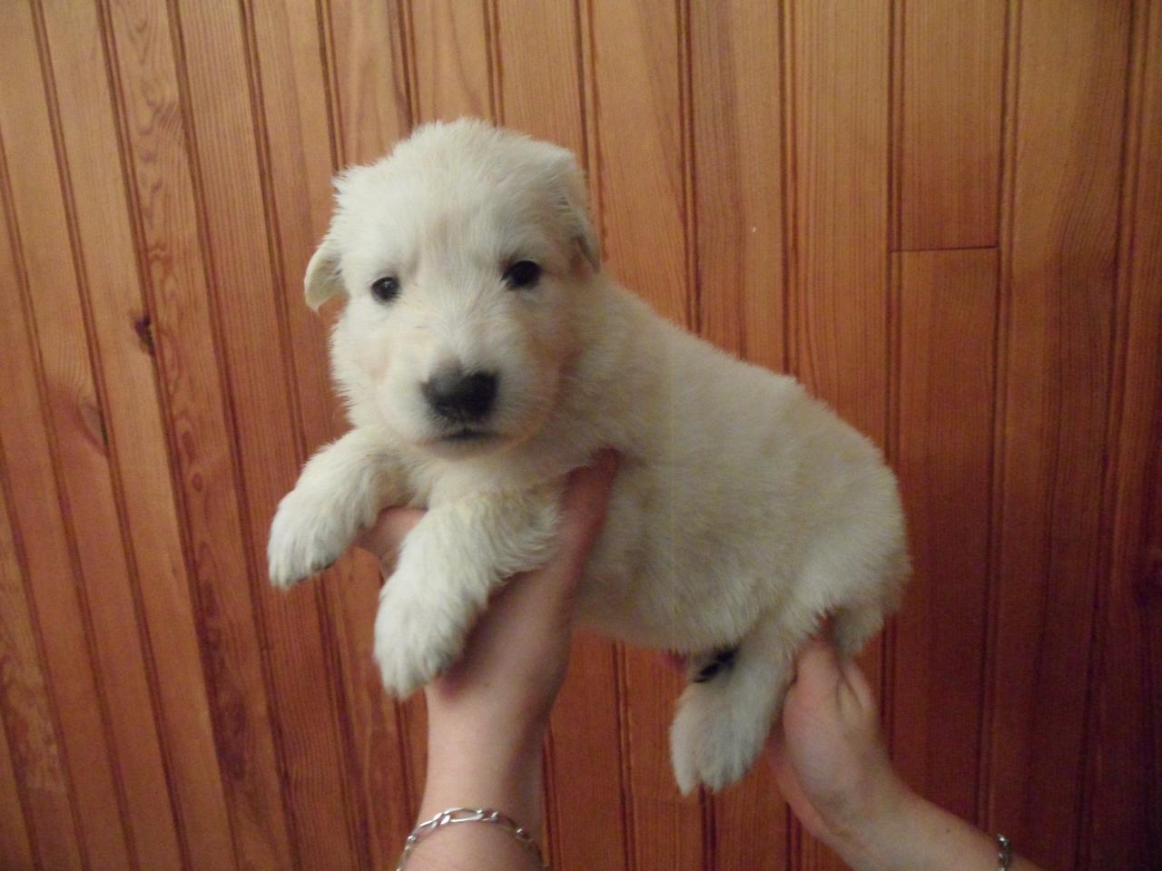 male bleu - 23jours