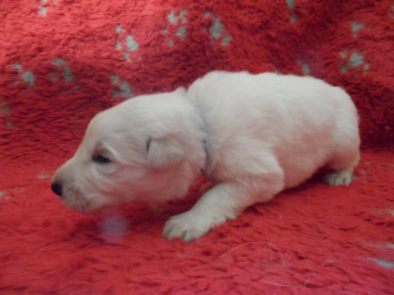 male bleu - 16jours