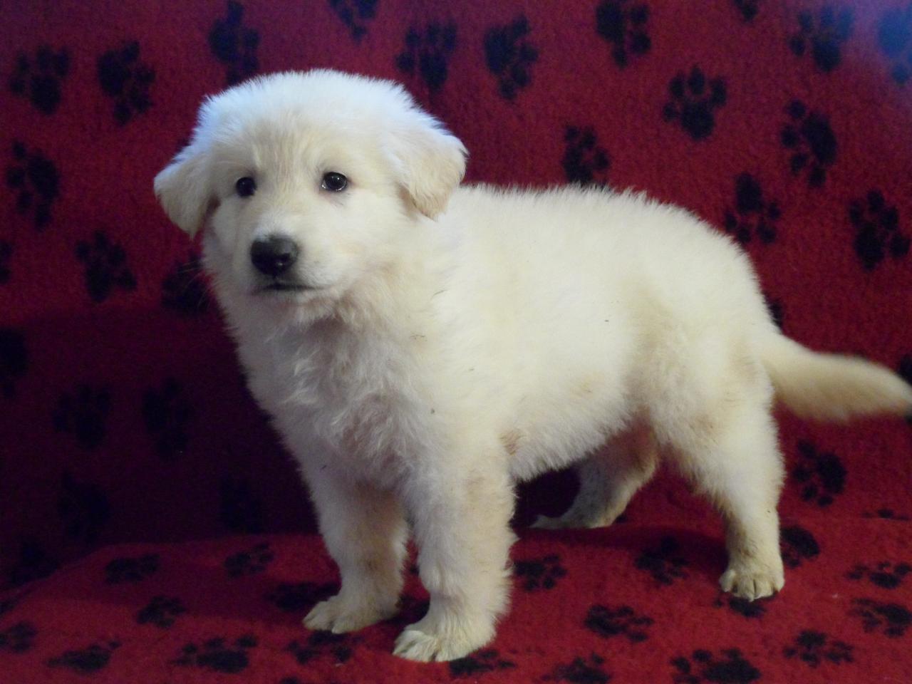 Halaska Of Shepherd's Paw