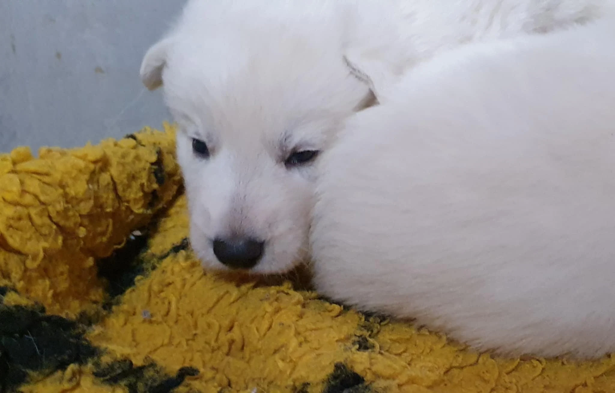 petite bouille