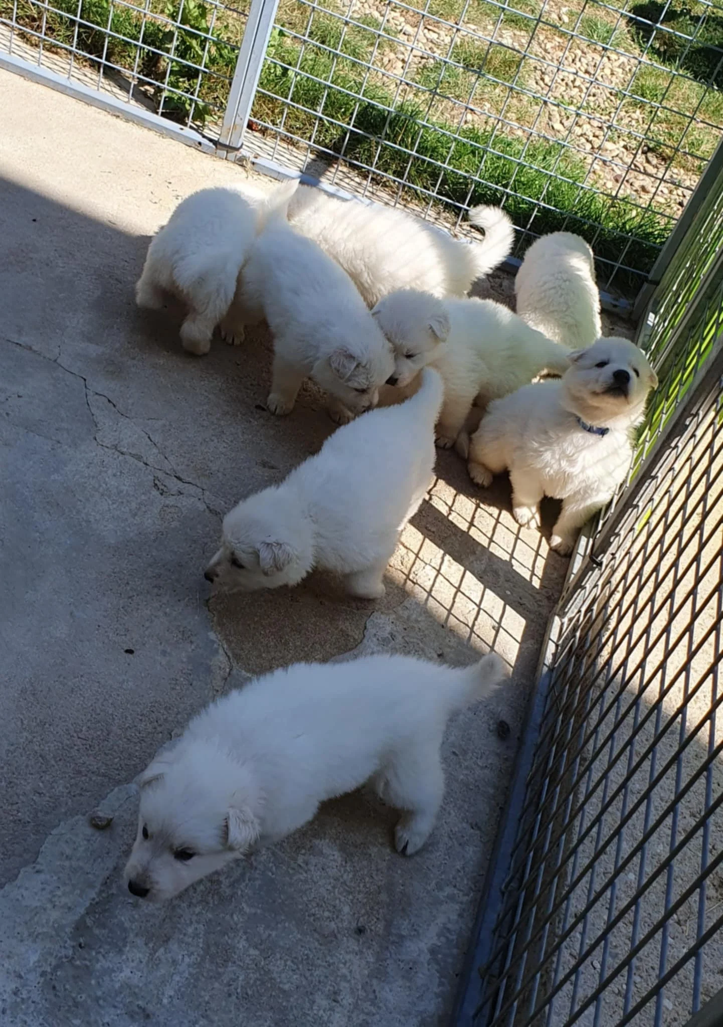 5 semaines