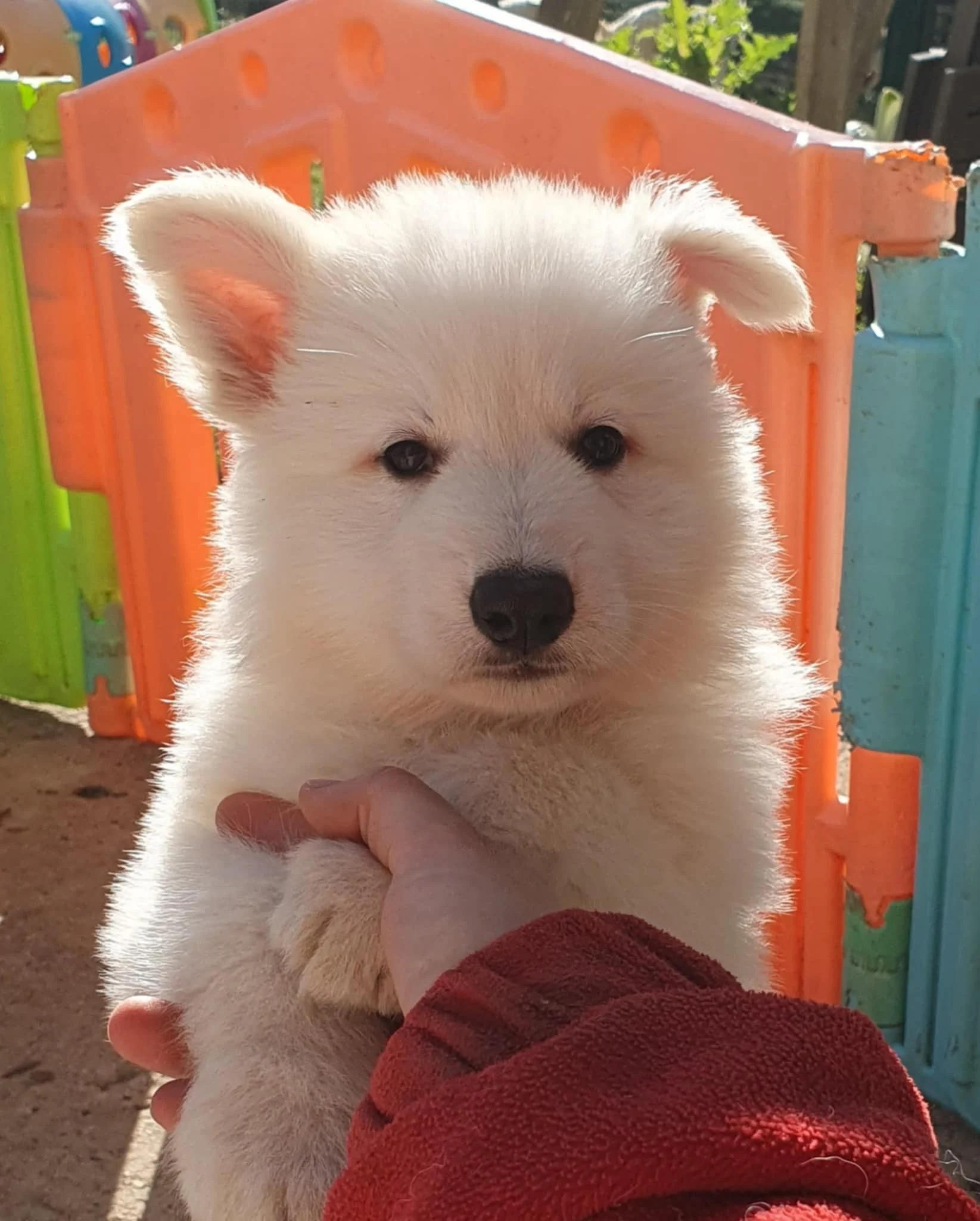 les z'oreilles commencent à se lever