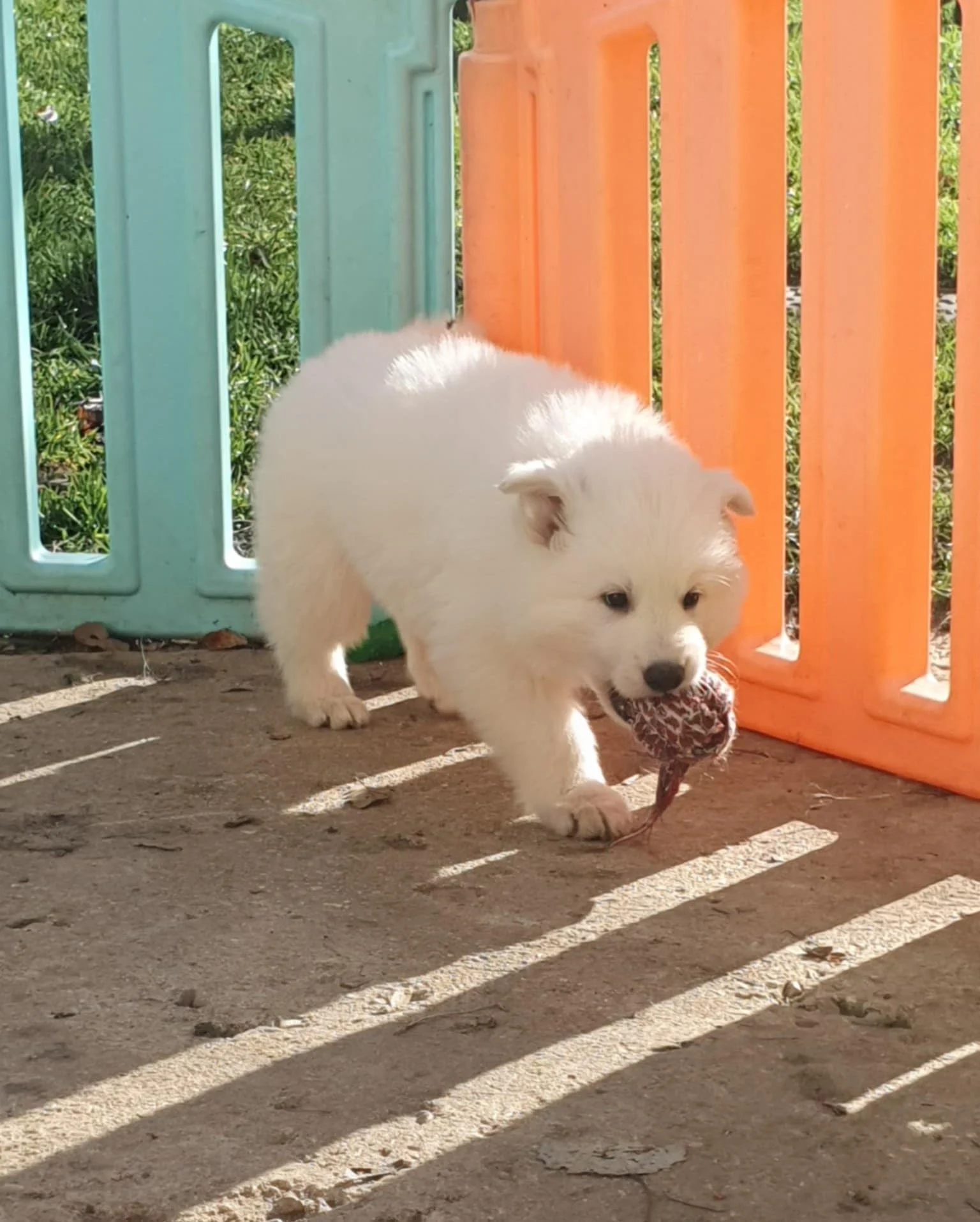 celui la je l'emmène avec moi !