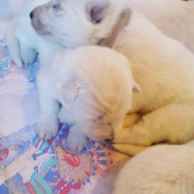 calin de frangin