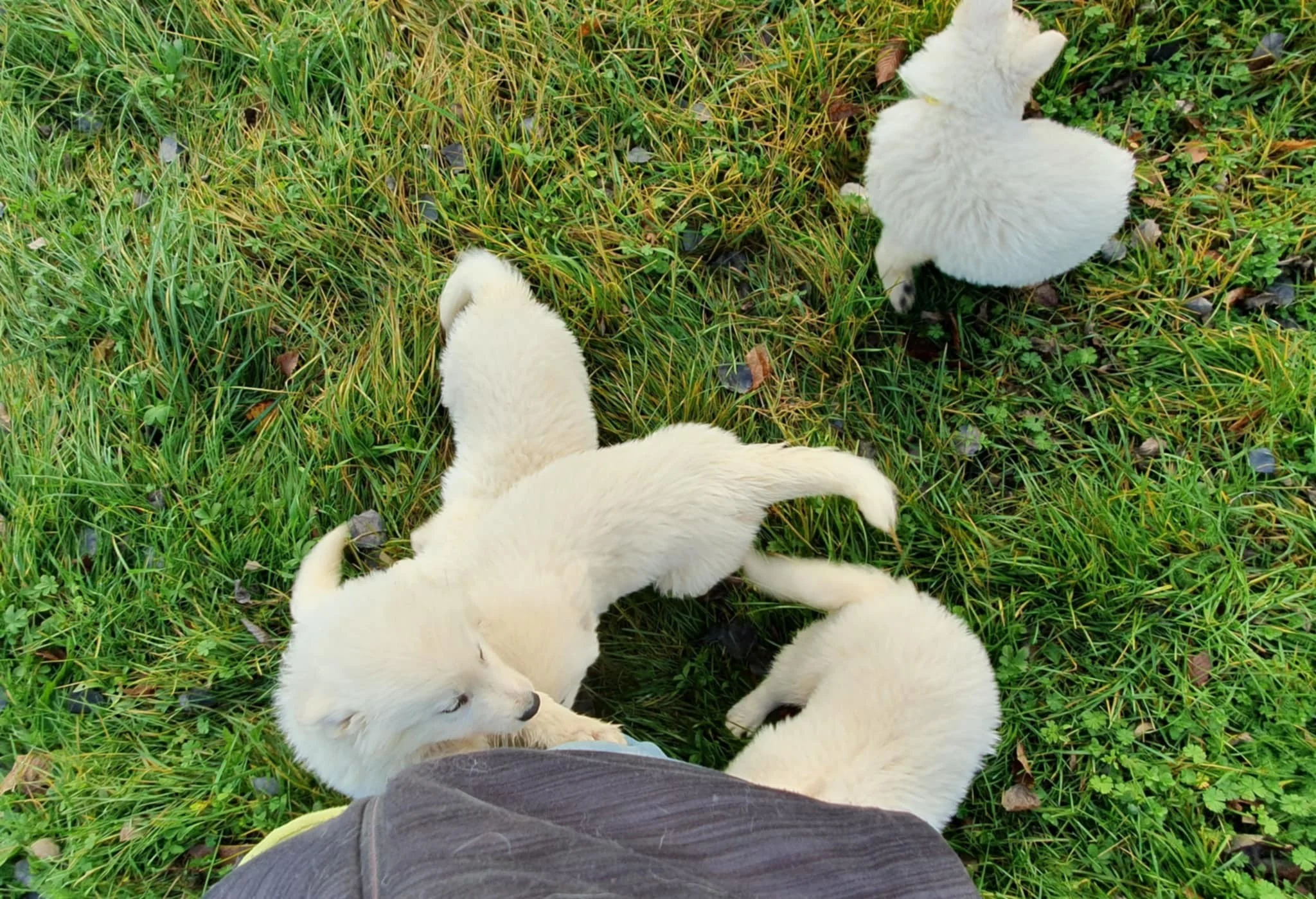 toujours aussi pot de colle