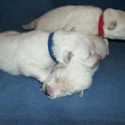 2 ème groupe de males - 1 s