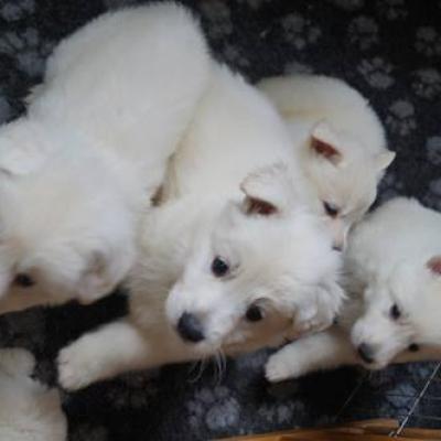 5 semaines , ca pousse
