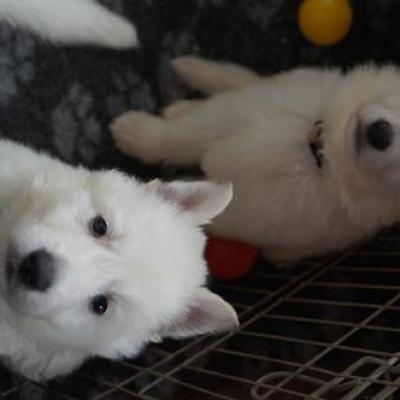 attentifs