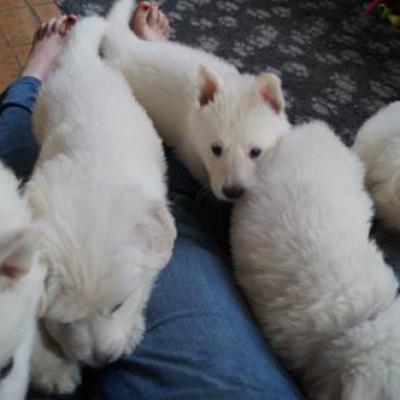 attaque de chiots !