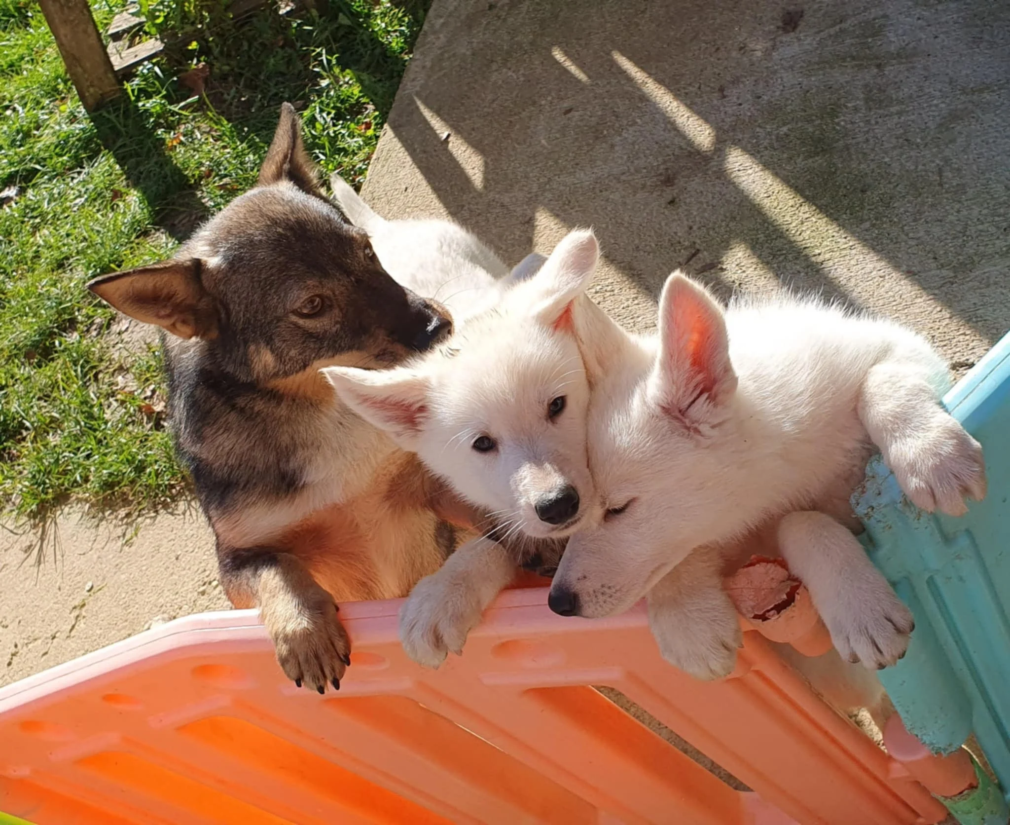 rencontre avec Tiloup le spitz 