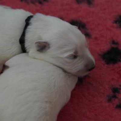 calin