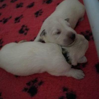 calin
