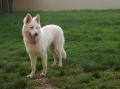 Inuky - berger blanc suisse